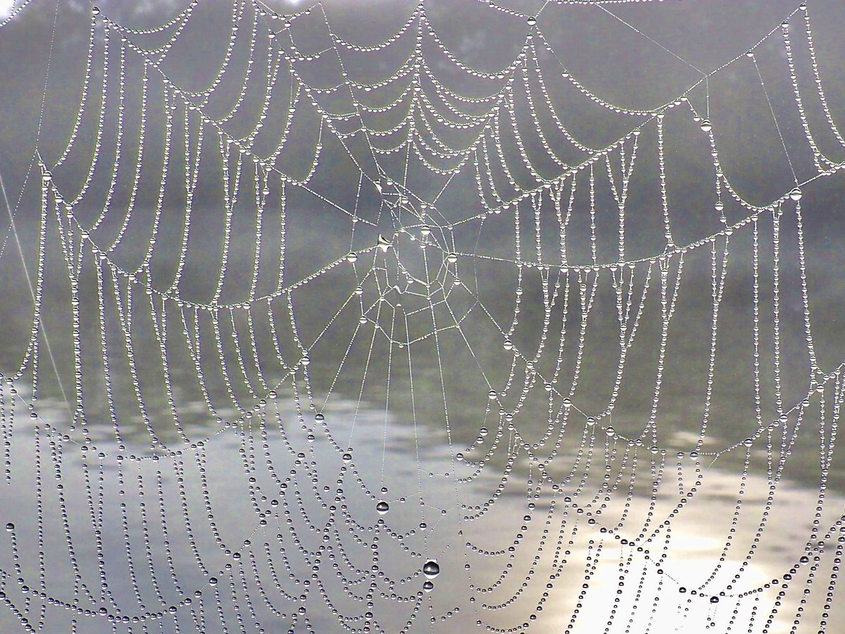 ruths_gallery's tweet image. Another misty morning here at Twickenham with 91% humidity. 

Love the dew drops on this spider’s web. 

#spidersweb #dewdrops #NaturePhotography #autumn #mist #nature