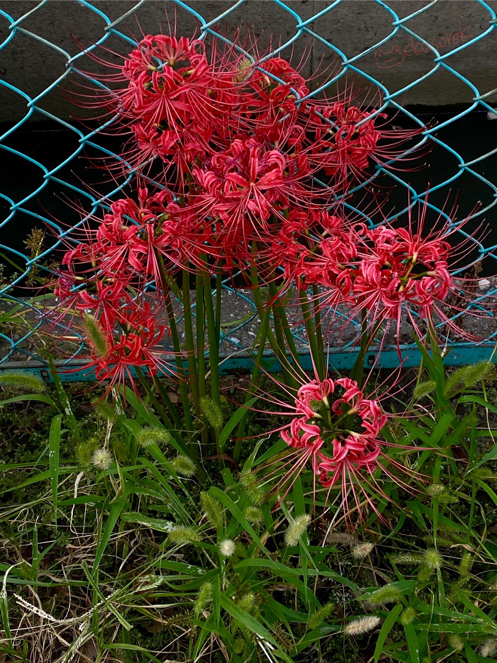 【中古】 猟犬たちの山脈 下/文藝春秋/ビング・ウェスト 楽天市場】○WOLFGANG MAN & BEAST ウルフギャング HARNESS L