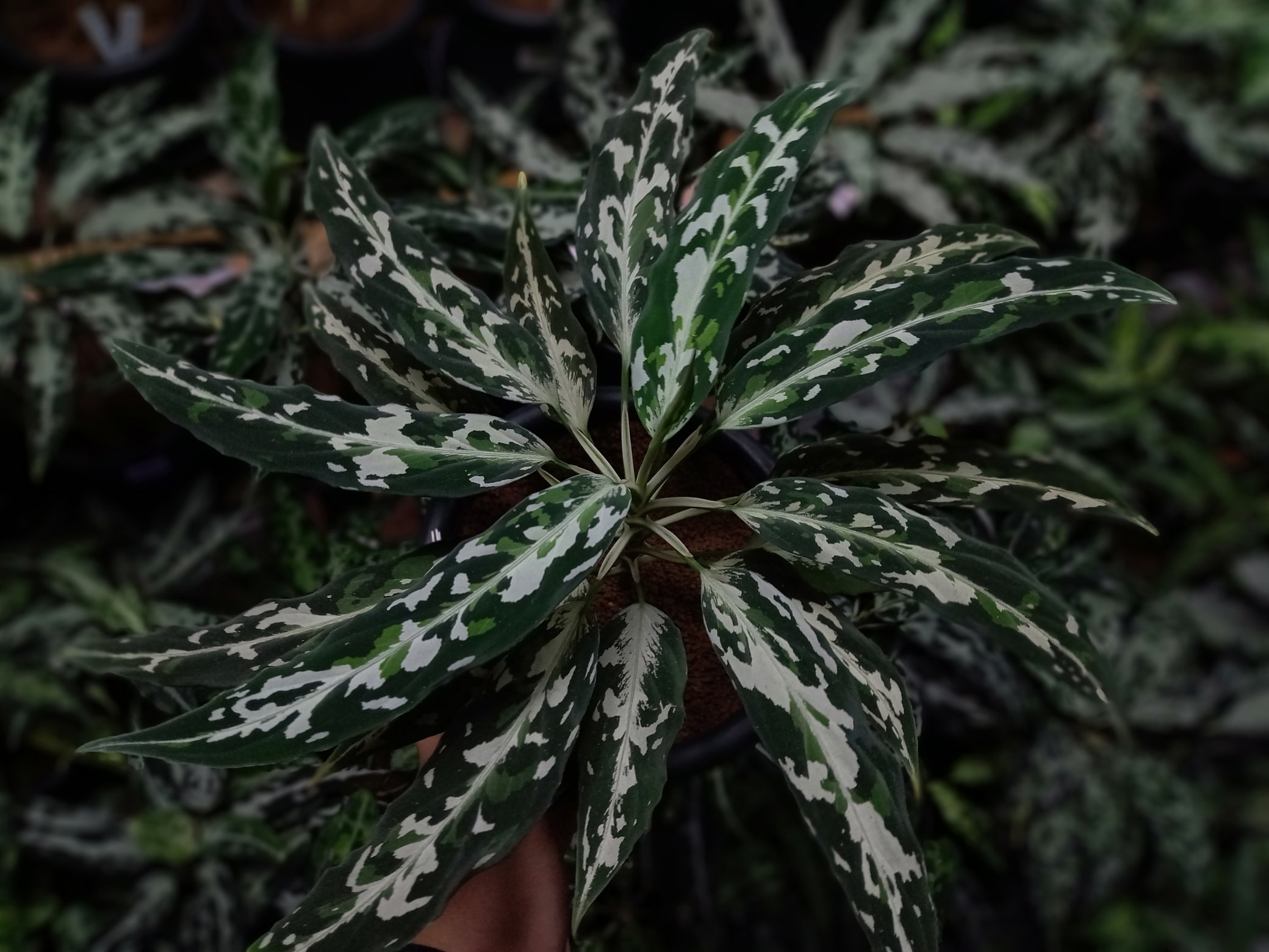 いちご屋 in Day (@0209Bloodymary) / X