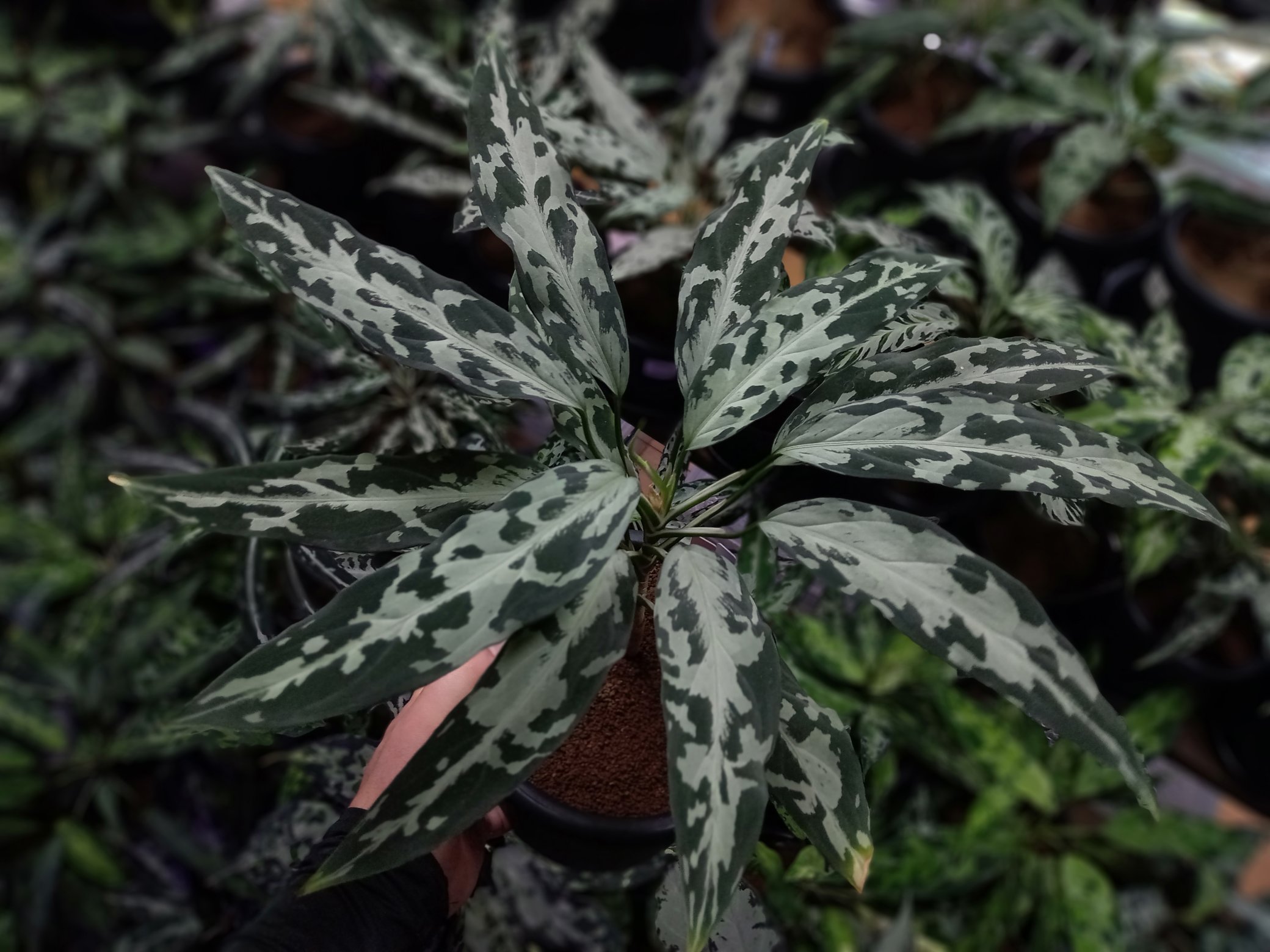 いちご屋 in Day (@0209Bloodymary) / X