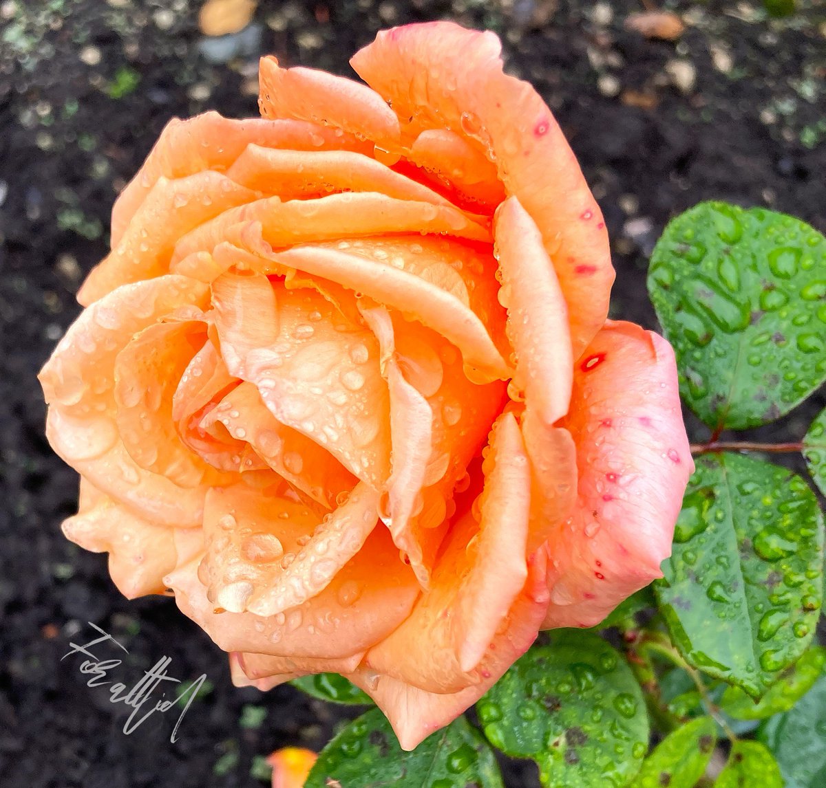 The Rose Garden still blooming beautifully in October #roses