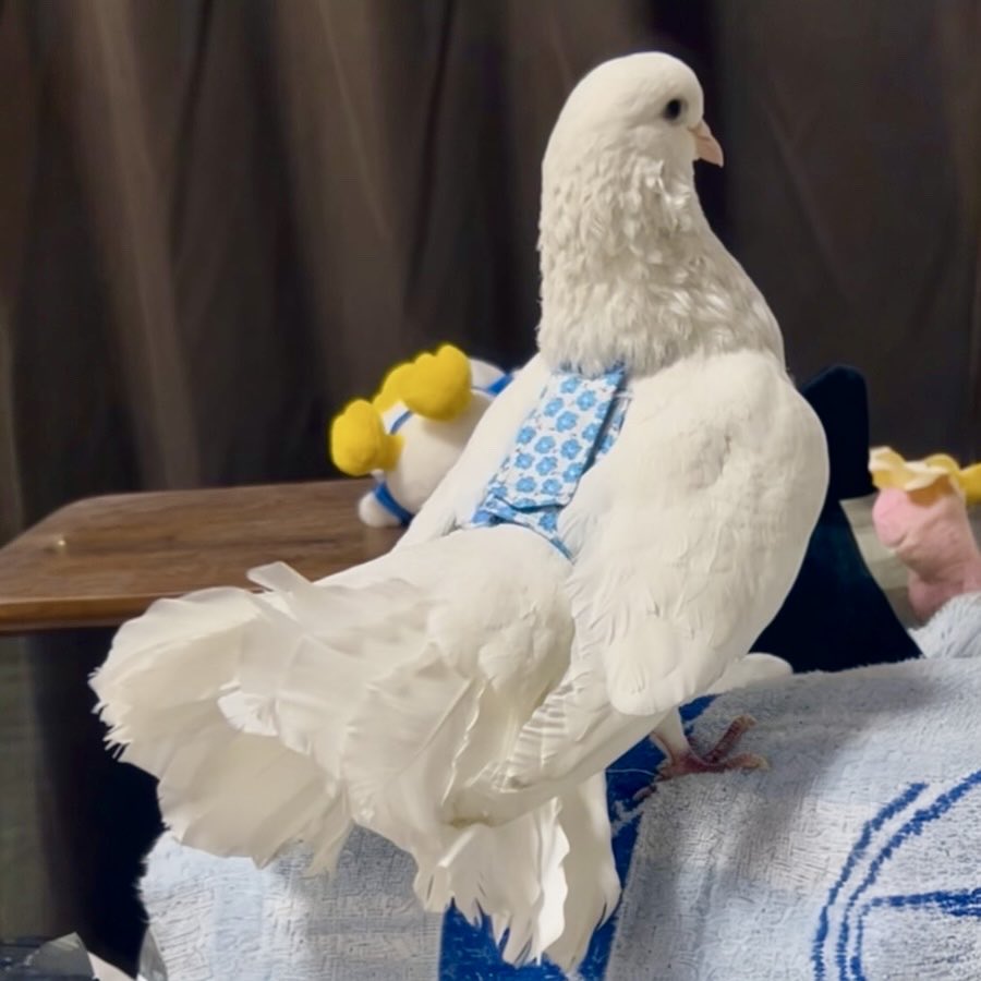 [鳥]リクエストページ Amazon.co.jp: P2＆アソシエイツ 小鳥用シーツ 120枚 ホワイト