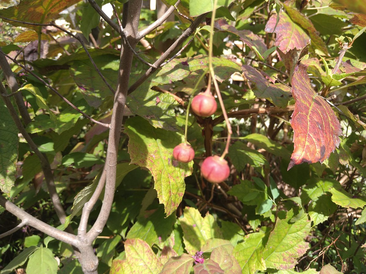 sougyokutei's tweet photo. 【今日の実】ツリバナマユミ。まだ暑い伊興より。#spindletree #plants #tokyo https://t.co/3O6IEk1RIO