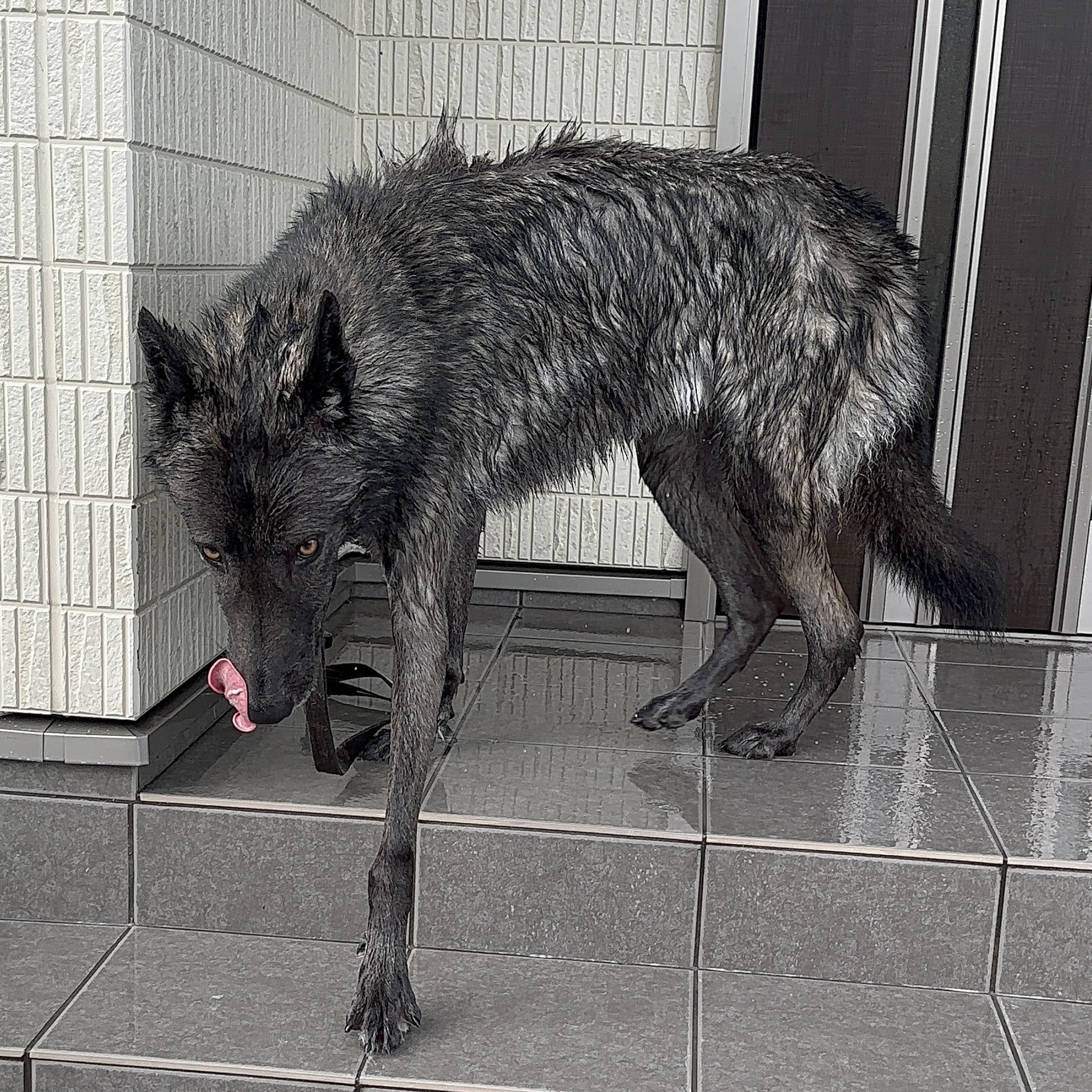 Sigurdr&Fury (@blackashwolfdog) / X