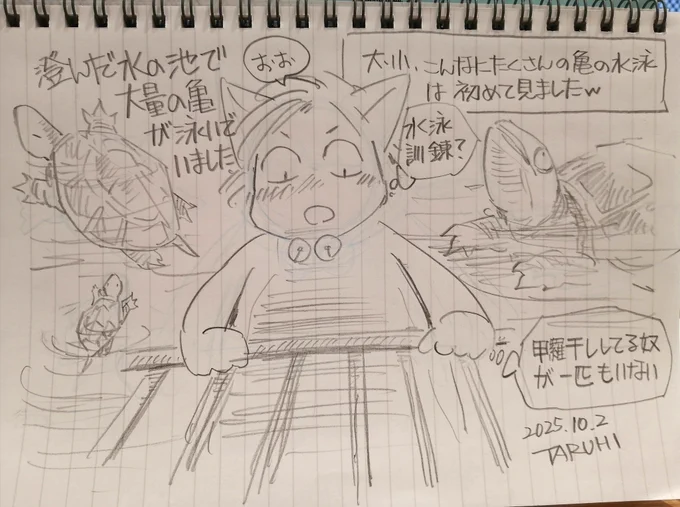 【TARUHI さんぽ】亀。ちっさい亀がちまちま泳いでるの、可愛かったです😆街路には銀杏爆弾がw長すぎた酷暑、みなさまお疲れ様でした❗ 