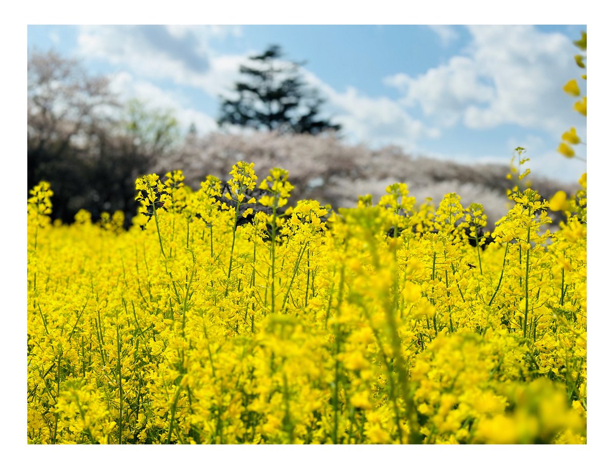 nit_chusitu's tweet photo. 前年度作品紹介③
タイトル「菜の花」

本作品のようにスマホで作成した作品も素晴らしい作品になります！ぜひ気軽にご応募ください！

入賞者には豪華景品を用意しております！ https://t.co/gXI0viccmm