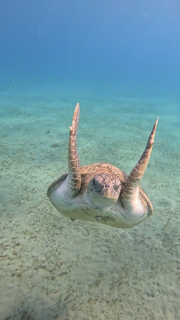 🖤🐺🌹 Nikki 🌹🐺🖤 tweet media