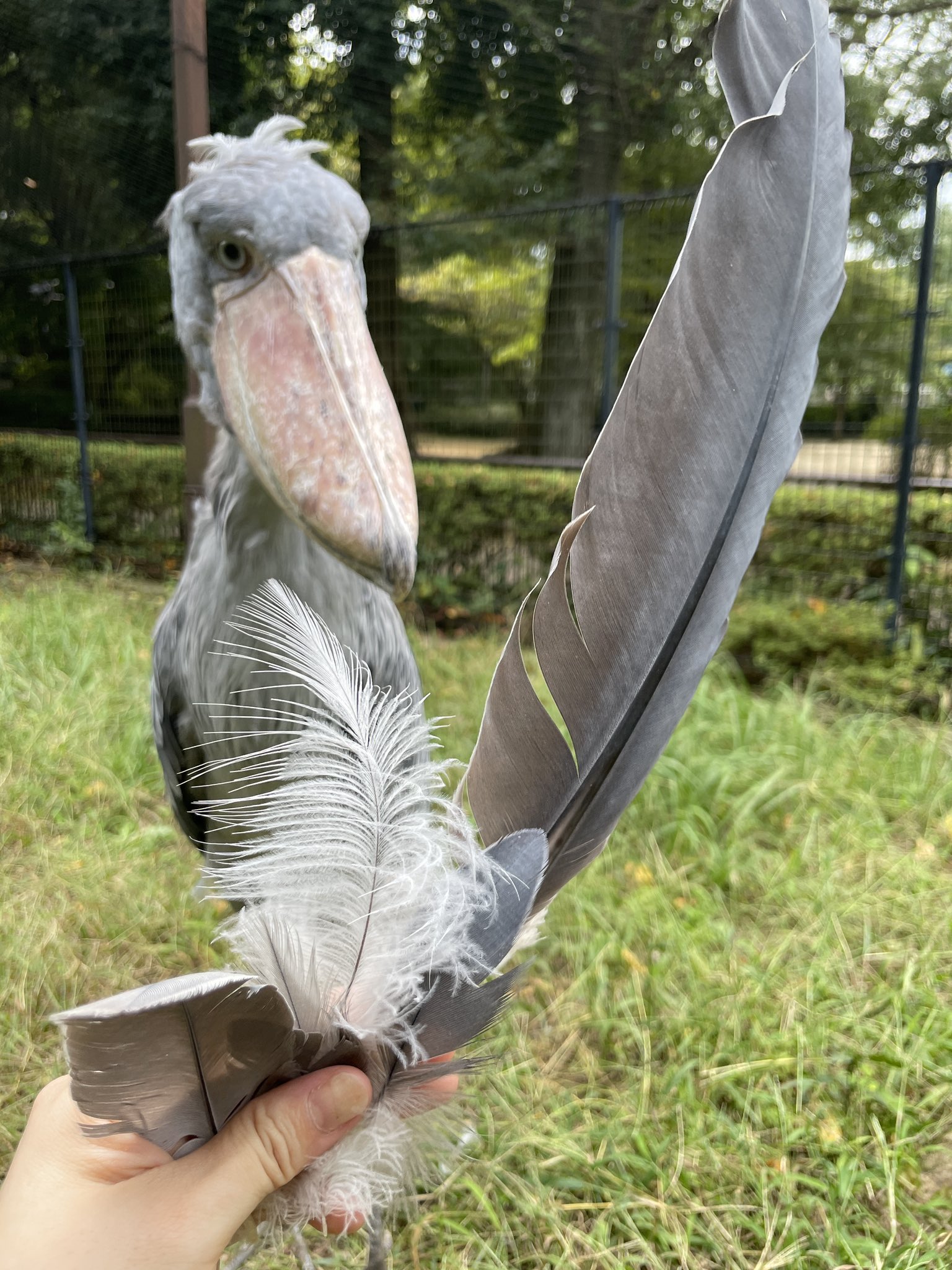 千葉市動物公園【公式】 on X: 