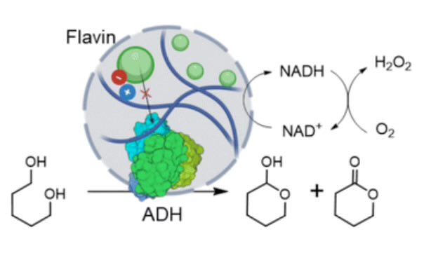 Happy to share our joint work with @lsalassa published in <a href="/CatalysisSciTec/">Catalysis Sci & Tech</a> about flavin-mediated inactivations of ADHs and overcoming this issue through immobilization. A successful collaboration with <a href="/BioComp_UJI/">BioComp</a> 
<a href="/CICbiomaGUNE/">CIC biomaGUNE</a> <a href="/DIPCehu/">DIPC</a> <a href="/inam_uji/">INAM UJI</a> #NIBIOX
pubs.rsc.org/en/content/art…
