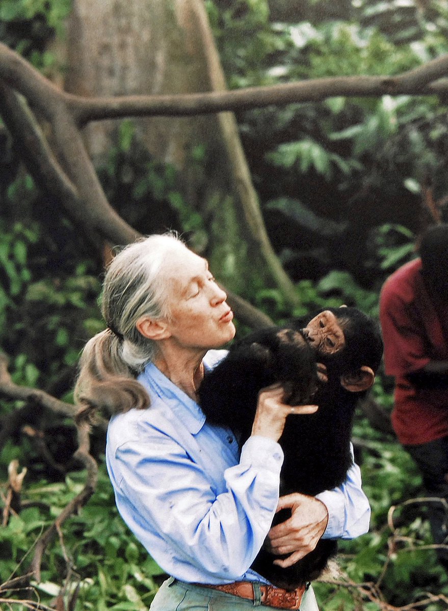 Tuvimos el gran orgullo de que formara parte del comité de honor de la Fundación Altarriba y participara en nuestros congresos de protección animal. Un fuerte abrazo Jane allí donde estés te arroparan tus grandes compañeros los simios 🙏
#JaneGoodall