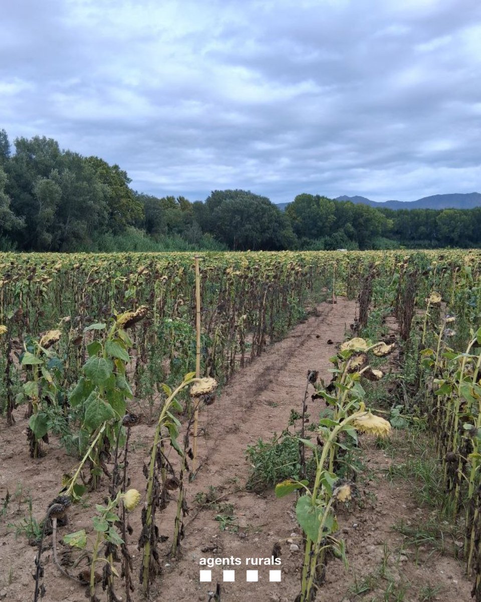 🚨 Denunciem una persona per capturar ocells fringíl·lids amb xarxa japonesa a Castelló d'Empúries (Alt Empordà).

Comissem els arts de caça i recuperem cinc caderneres, dos verdums i un gafarró, que traslladem al #CentresDeFauna dels Aiguamolls de l'Empordà <a href="/transicioeco/">Transició Ecològica</a>.