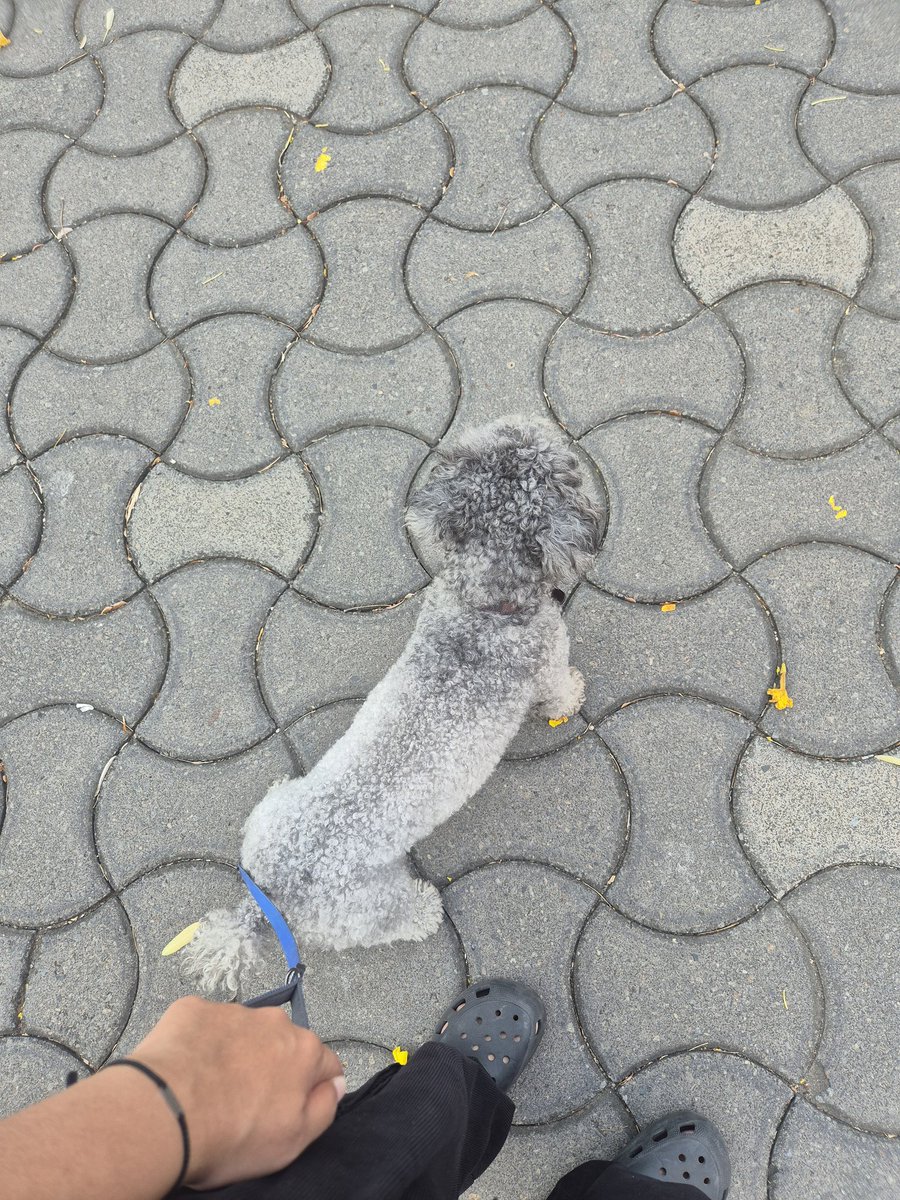 graycatt2's tweet image. 🐶