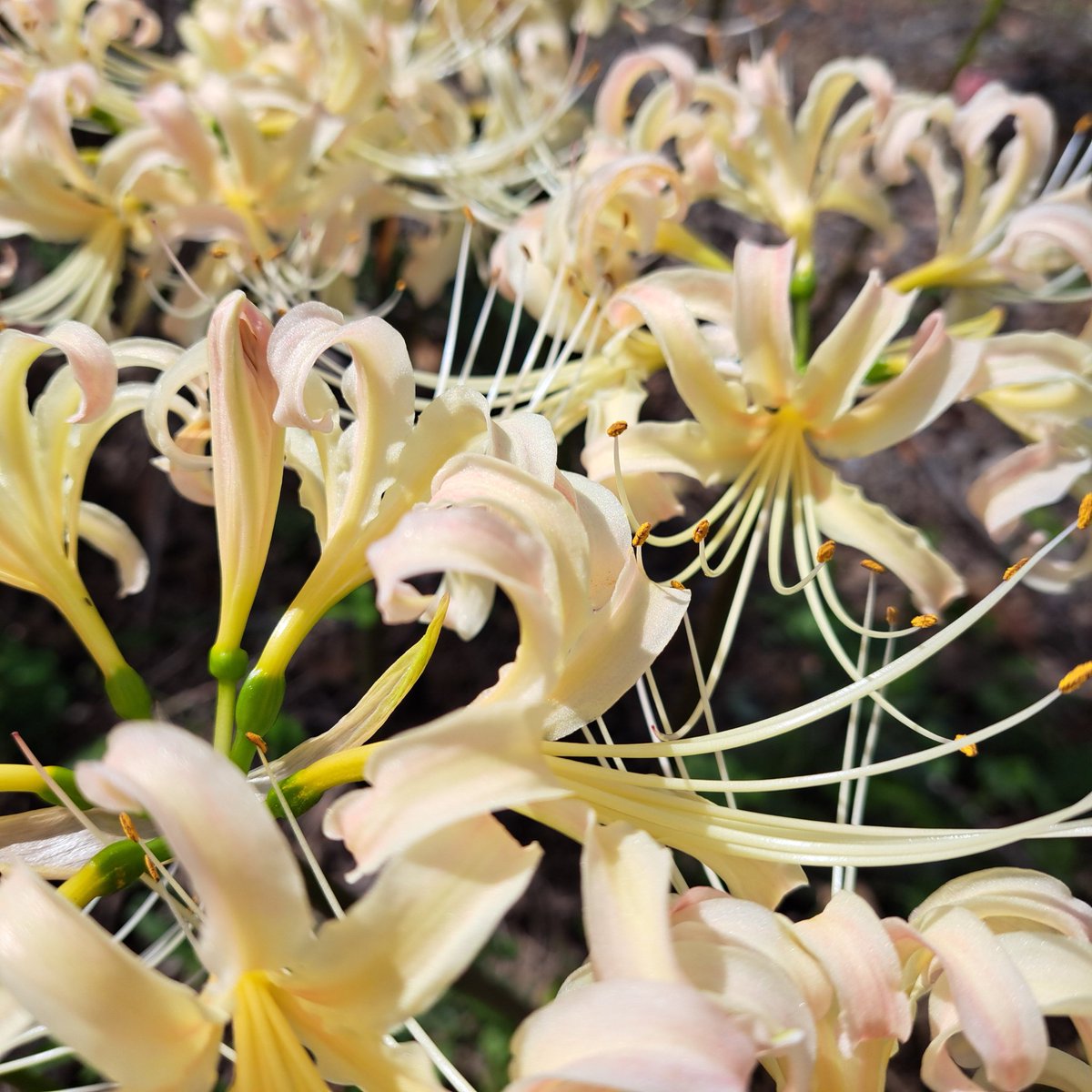 花鳥風月 掛軸 花鳥風月 | IONOストア