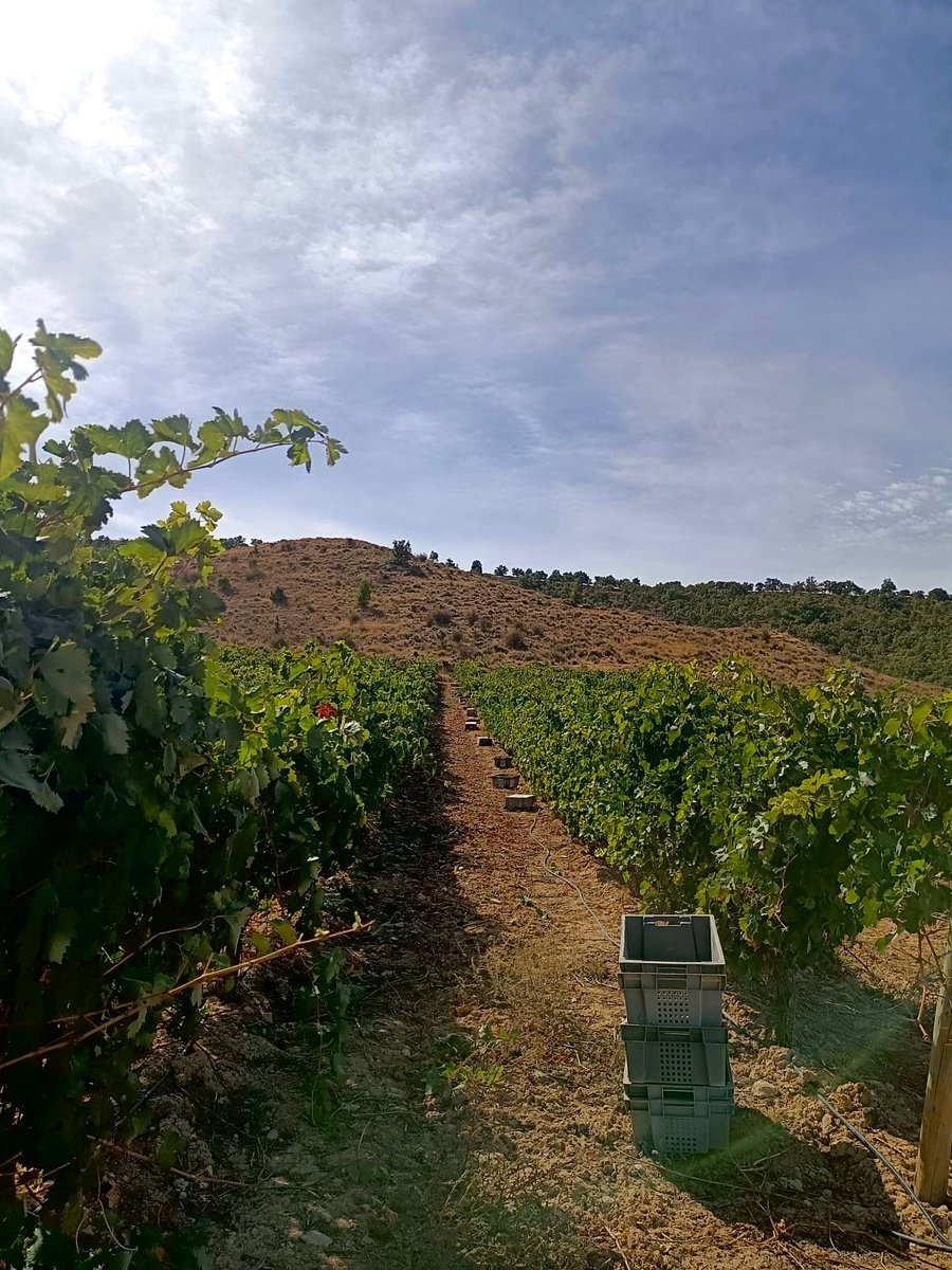 Todo preparado para comenzar a vendimiar en cajas.
🍇🍇🍇
Un trabajo muy duro pero los resultados justifican el esfuerzo. 

bellorivinos.com
prometoserinfiel.com

#bellorí #prometoserinfiel #vendimia #vendimia2025 #vinosdeautor #vinosdeespaña