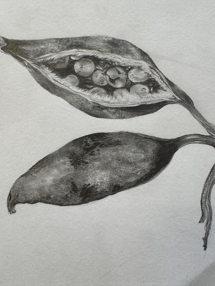 What a delight on an autumn morning! amazing Sam <a href="/stemhsg/">stemhsg</a>  <a href="/HornseySchool/">Hornsey School</a>