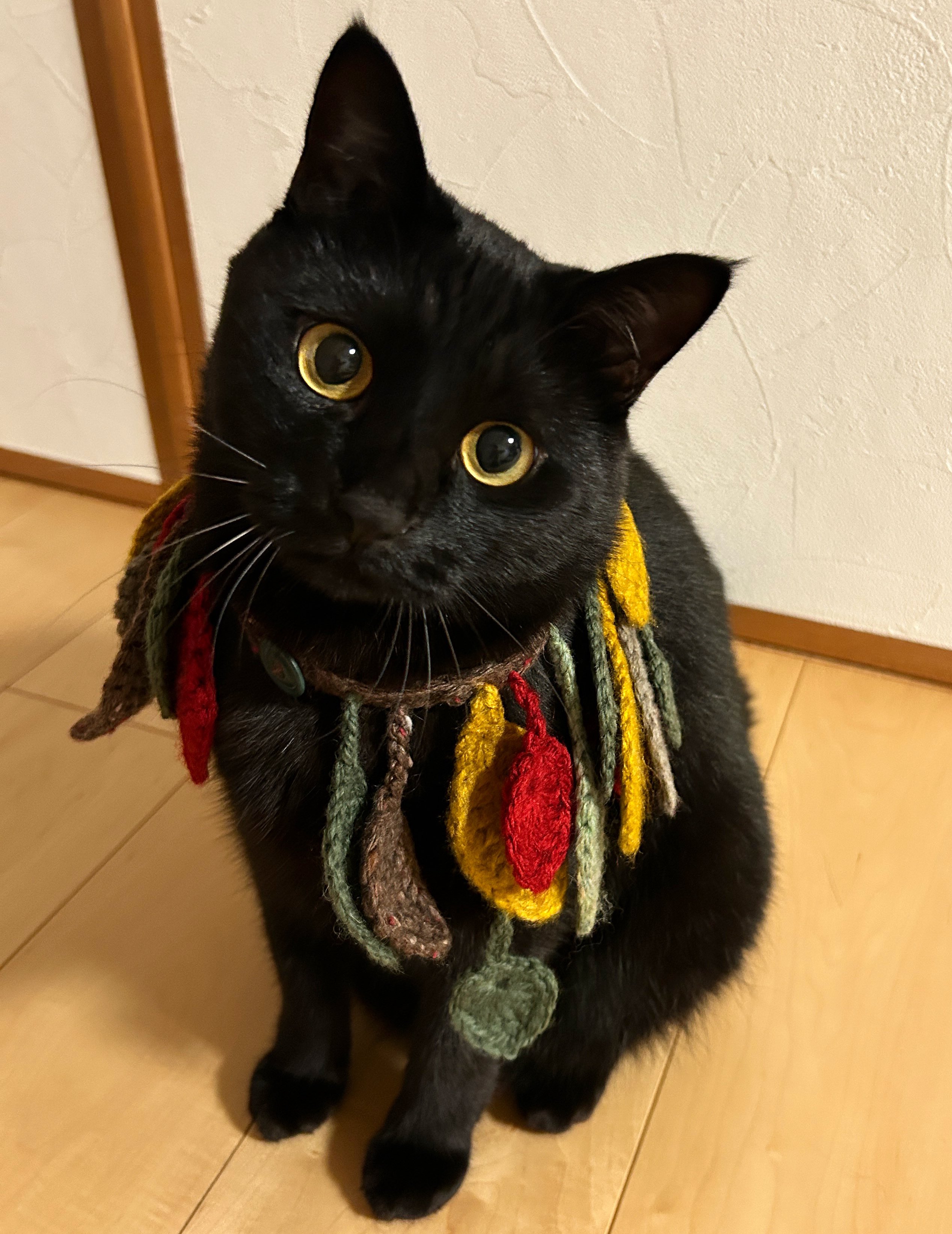 黒猫 ぽてと on X: 