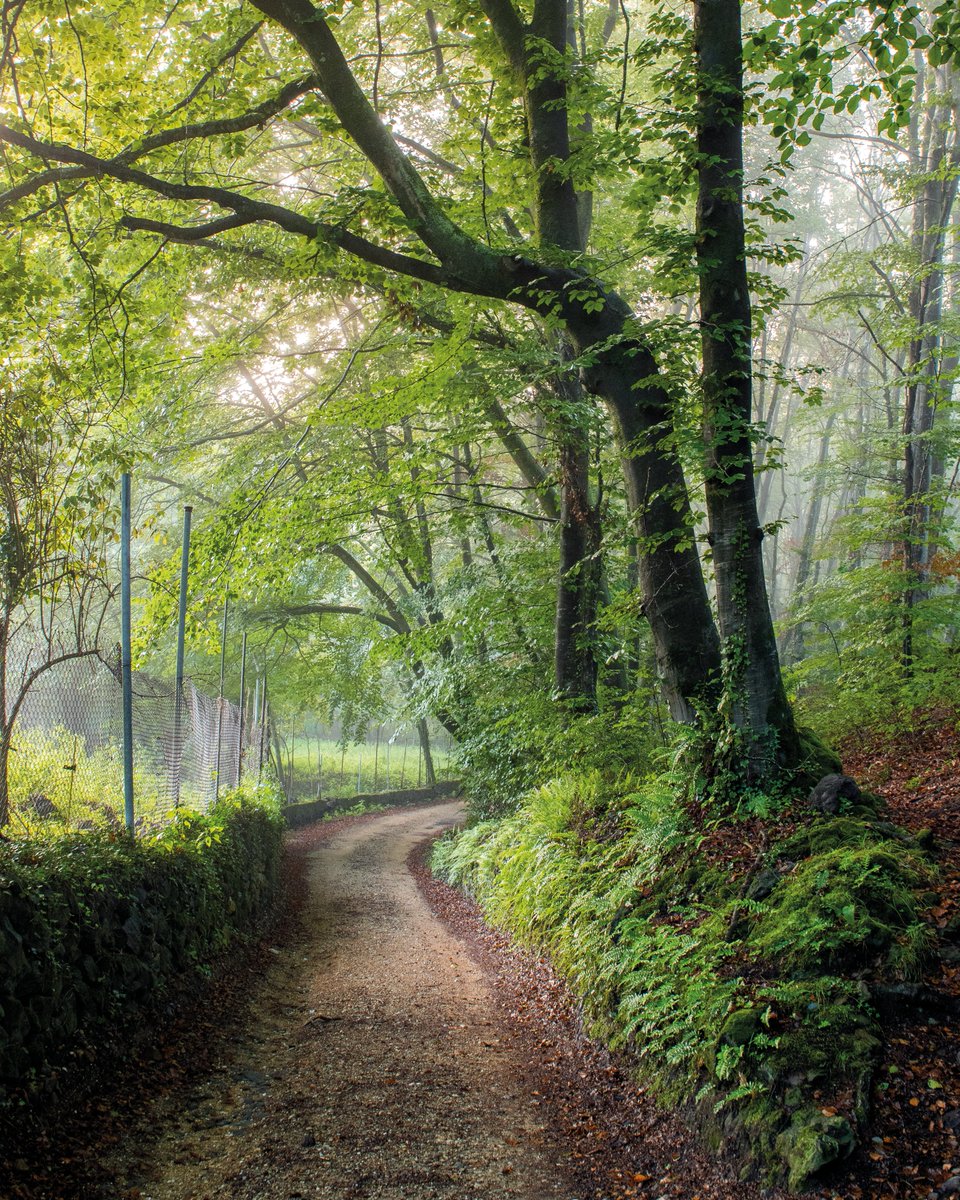 🌳 Hi havia una vegada una nena que sempre vestia una caputxa vermella [...].

Quan explico aquest conte a l'Elna, sempre m'imagino un camí envoltat d'un verd exuberant com aquest. Ah!, i no tingueu por, en el nostre conte, el llop no és tan dolent.

✍🏻<a href="/SergiPlana/">Sergi Plana 🎗</a> 
📷Ruben Ramos