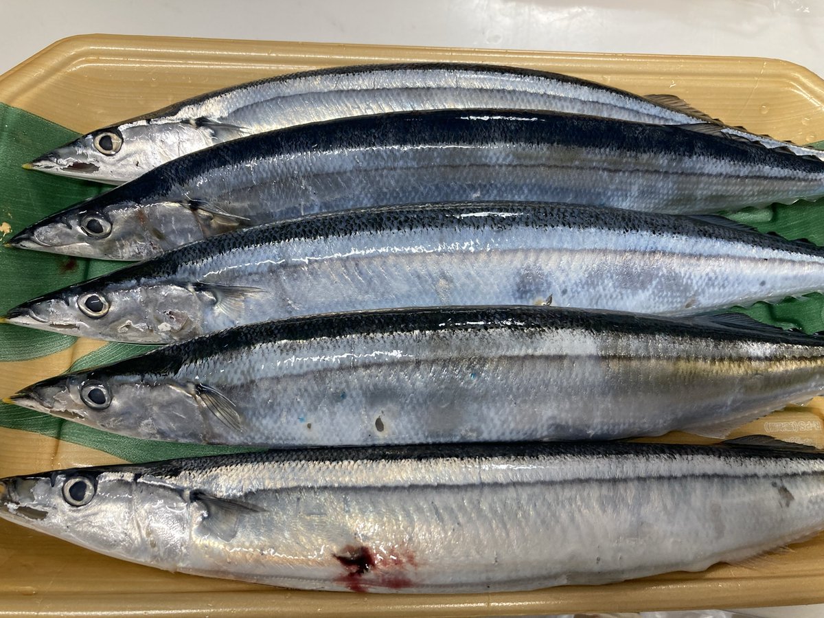 Rumchack's tweet photo. さささささんま🐟 https://t.co/7d69z48e1q