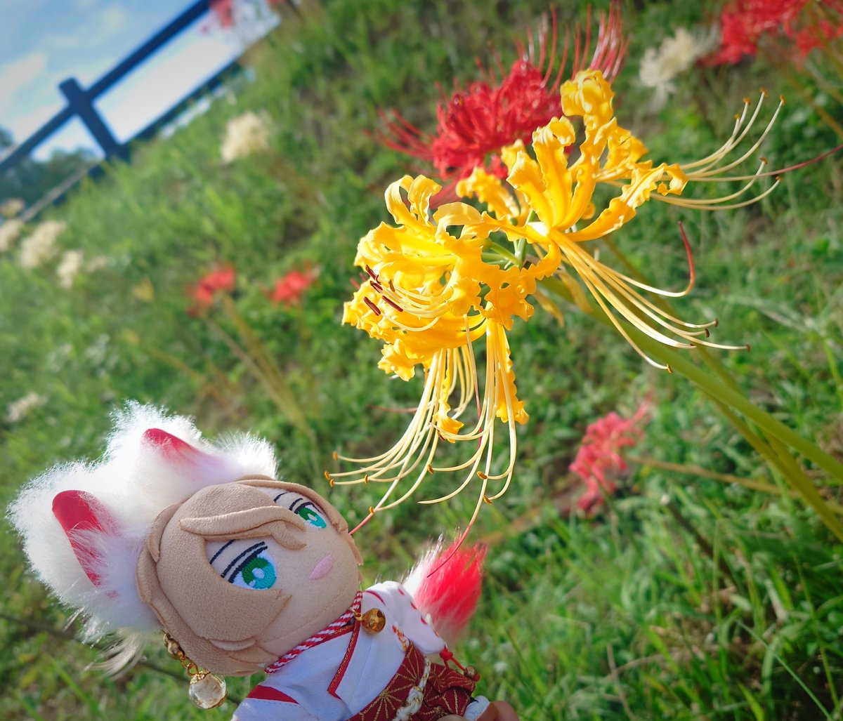 o_suke_'s tweet photo. - ̗̀ 曼珠沙華   ̖́- https://t.co/52GyjWZrZH