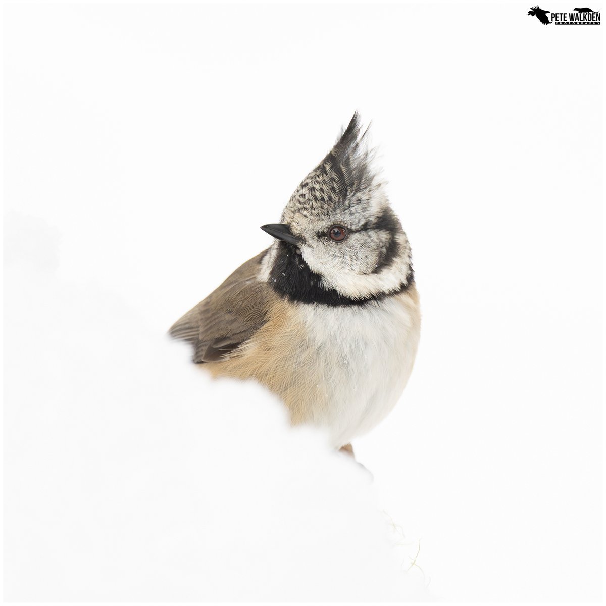 Pete Walkden tweet media