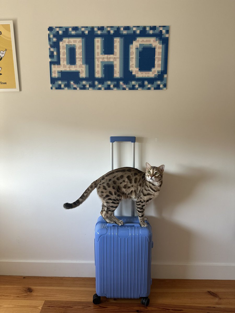 Сушик как всегда провожает меня в отпуск и катается на чемодане 💚