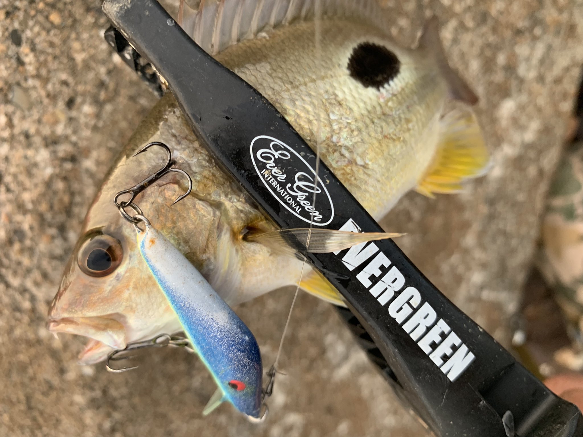 アロハ (@aloha_de_mahalo) / X