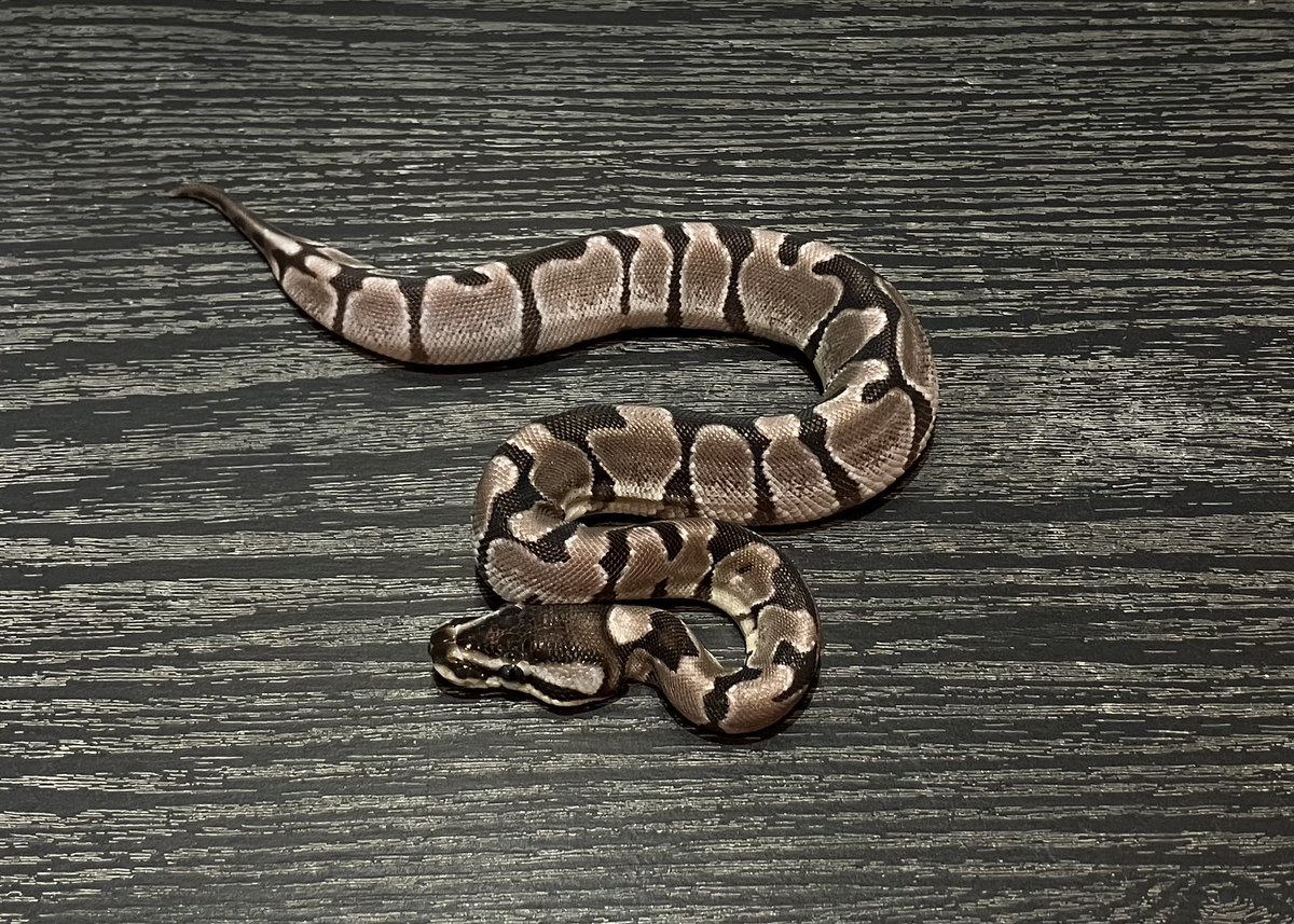 SHN_reptiles's tweet photo. 10月5日とんぶり市
VPIアザンエンチ66hetトゥールゴースト
・2025SHNCB ♀
・=66het hypo
→66000円税込
皆様のご来場お待ちします!
#SHNCB
#とんぶり市
#burikura https://t.co/u2kRyJnh0O