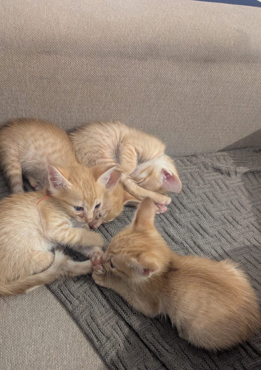 keylimepie2000's tweet image. Cat Adoption Appeal: Pune and Bangalore.
4 kittens, 8+ weeks
Litter trained
Vaccinated
Eat solid kitten food
Beautiful, playful, active.
These cats are based in Pune but since my friend is moving to Bangalore she can bring them.
