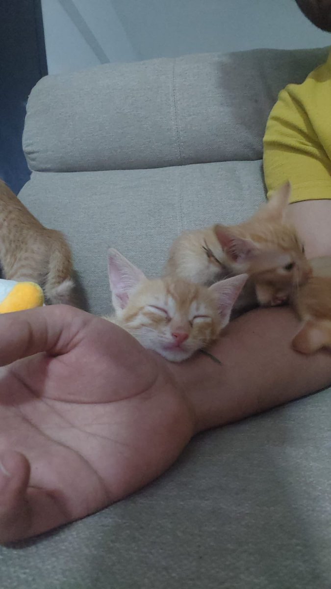 keylimepie2000's tweet image. Cat Adoption Appeal: Pune and Bangalore.
4 kittens, 8+ weeks
Litter trained
Vaccinated
Eat solid kitten food
Beautiful, playful, active.
These cats are based in Pune but since my friend is moving to Bangalore she can bring them.