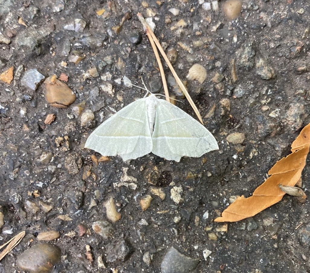 This Light Emerald moth was spotted in the Buckinghamshire Country Parks recently.