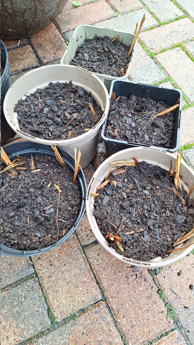 sianrobinson101's tweet photo. Dug up the Crocosmia Emberglow
Flowers were small , very compact #corms bucket full , back in the ground & 5 pots , still loads left . https://t.co/LVsDlCU254