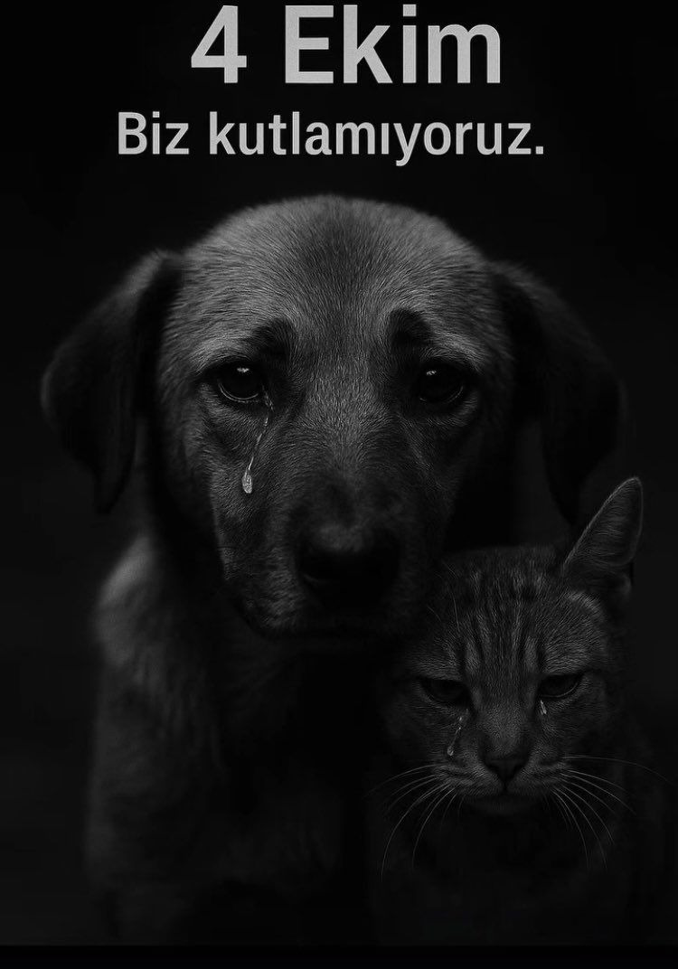 TCaysimozsoy's tweet image. 