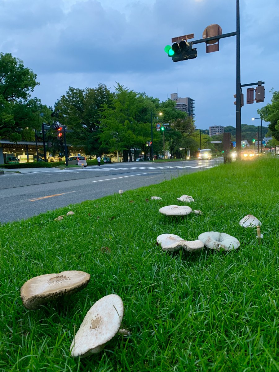 割と街に近い場所でキノコが自由に生え散らかしててびっくりした🍄
