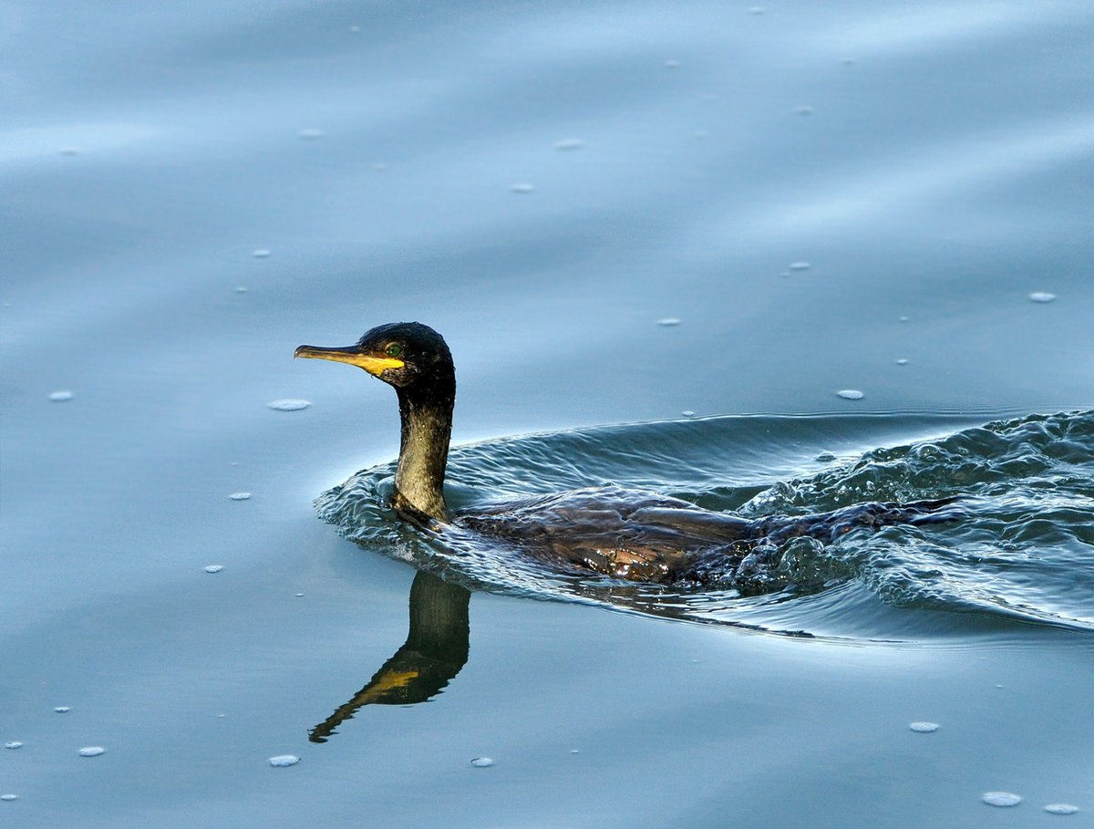 Cormorán moñudo de pesca (Marismas de Santoña).