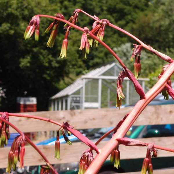 PaddockPlants's tweet photo. A spectacular addition to any garden, Beschorneria Yuccoides is astonishingly hardy, despite its exotic looks. Hardy for us down to -10C. #beschorneria #yucca #exoticplants
https://t.co/SHsCNFJavE https://t.co/3kkOCzqm0j