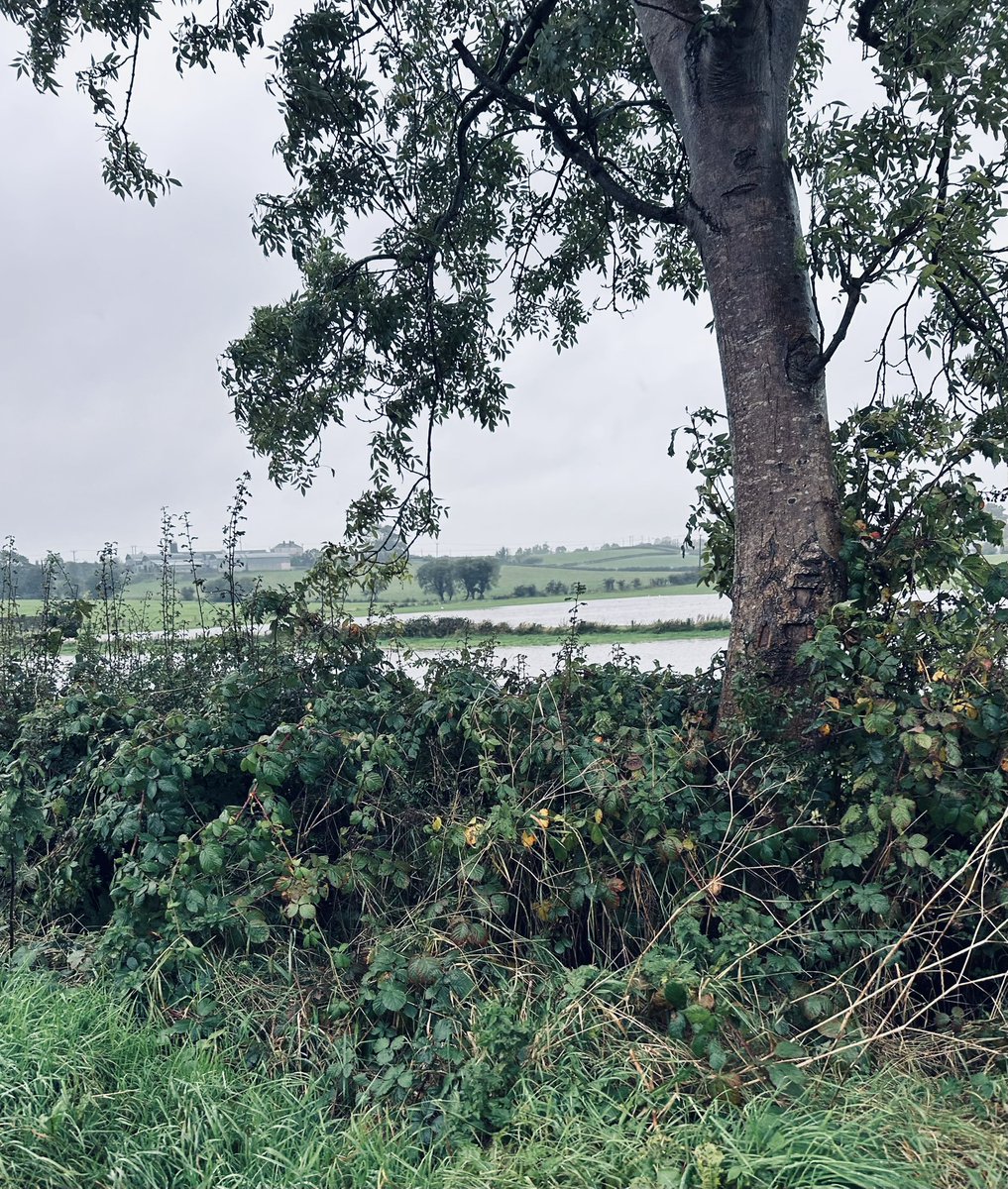 Quick picture 📸 out the car window at lunch time - think we should start growing rice 🍚 🌧️