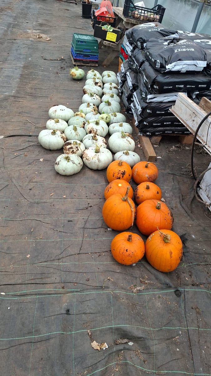 Medwyn Williams tweet media