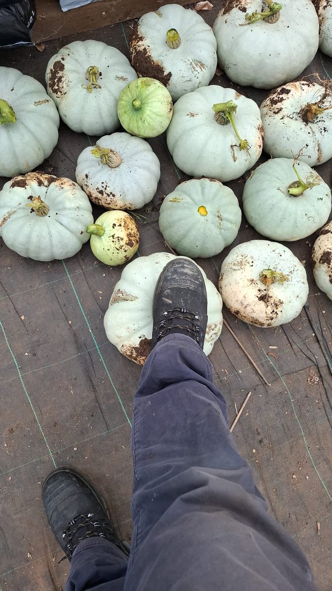 Medwyn Williams tweet media