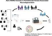 braincomms's tweet image. Vardarajan et al. used whole genome sequencing to identify causal mutations in the PANK2 gene. A homozygous variant was present in most affected individuals. Haplotype analysis confirmed a founder effect and an African ancestral origin. Full article 👉 buff.ly/t5eCSKy