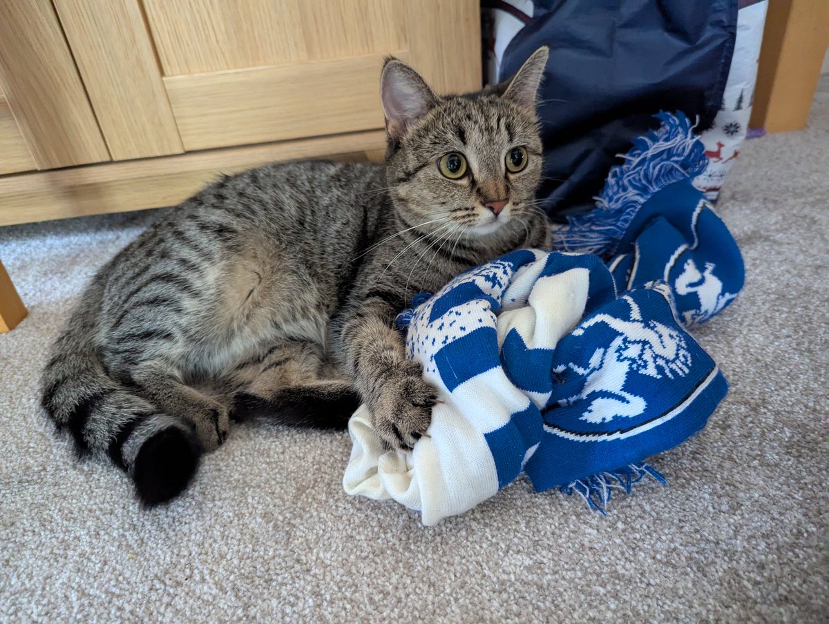 My cat is ready and waiting for The Cat! #Gills