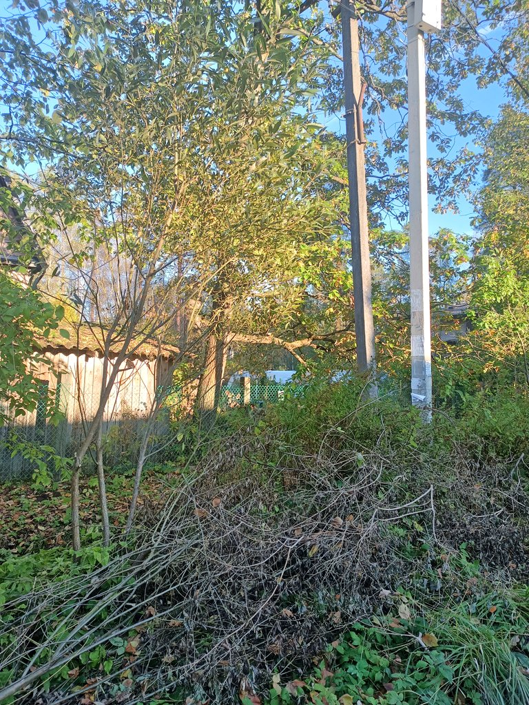 Я в шоке. Какой-то "нехороший" человек решил сделать "доброе" дело. Причем они даже не свисали на дорогу. Обрезали чубушник, пестролистную иву и сливу.