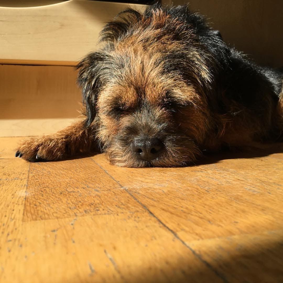 #ThrowbackThursday to our Stanners 🌈Sun Puddling. We miss him💔
 #btposse