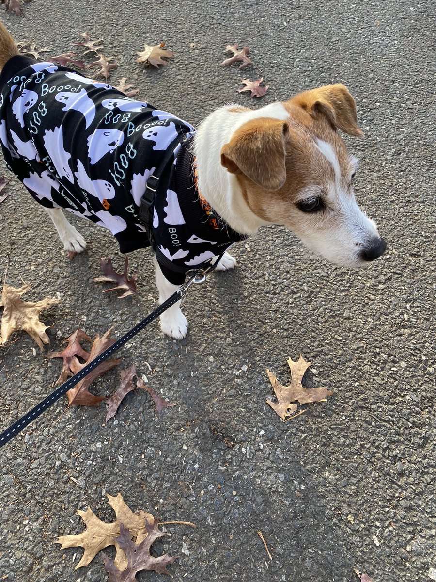 One of my former costumes I used to confuse da Zombs 👻. I can’t wait to show you my costume dis year! 🙊🐾🧡🎃😃 #ThrowbackThursday #halloweencostume #HalloweenVibes #dogsofX