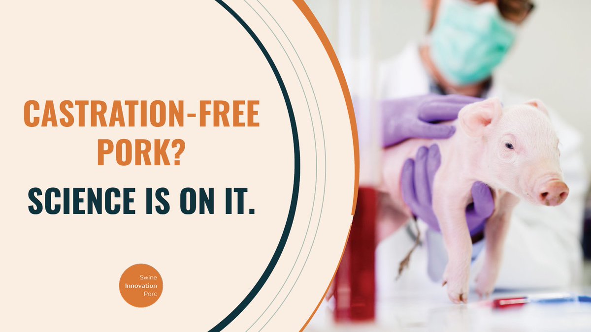 SwineInnovation's tweet image. Boar taint without castration? #SC4 research is finding genetic &amp;amp; nutrition strategies to raise intact, taint-free pigs that are better for welfare, profit &amp;amp; taste.

#CDNag #AnimalWelfare #PigFarming