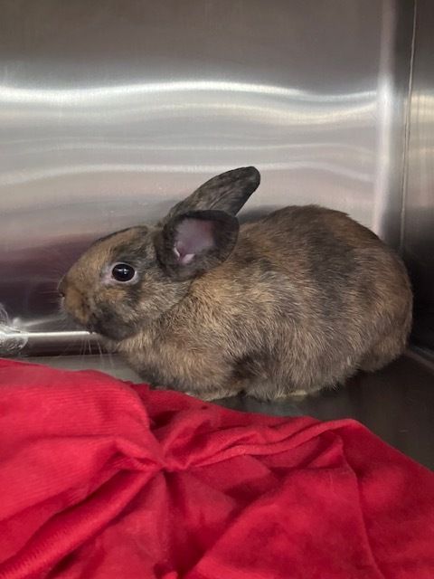 SNAPspayneuter's tweet image. 🐰 Meet Paprika! 🐰
She was found abandoned in a park — a reminder that domestic rabbits cannot survive outdoors. 💔

SNAP hosts rabbit clinics every other month to fight overpopulation &amp;amp; protect these gentle pets. Next clinic: November!

#SNAPSanDiego
 #SaveRabbits