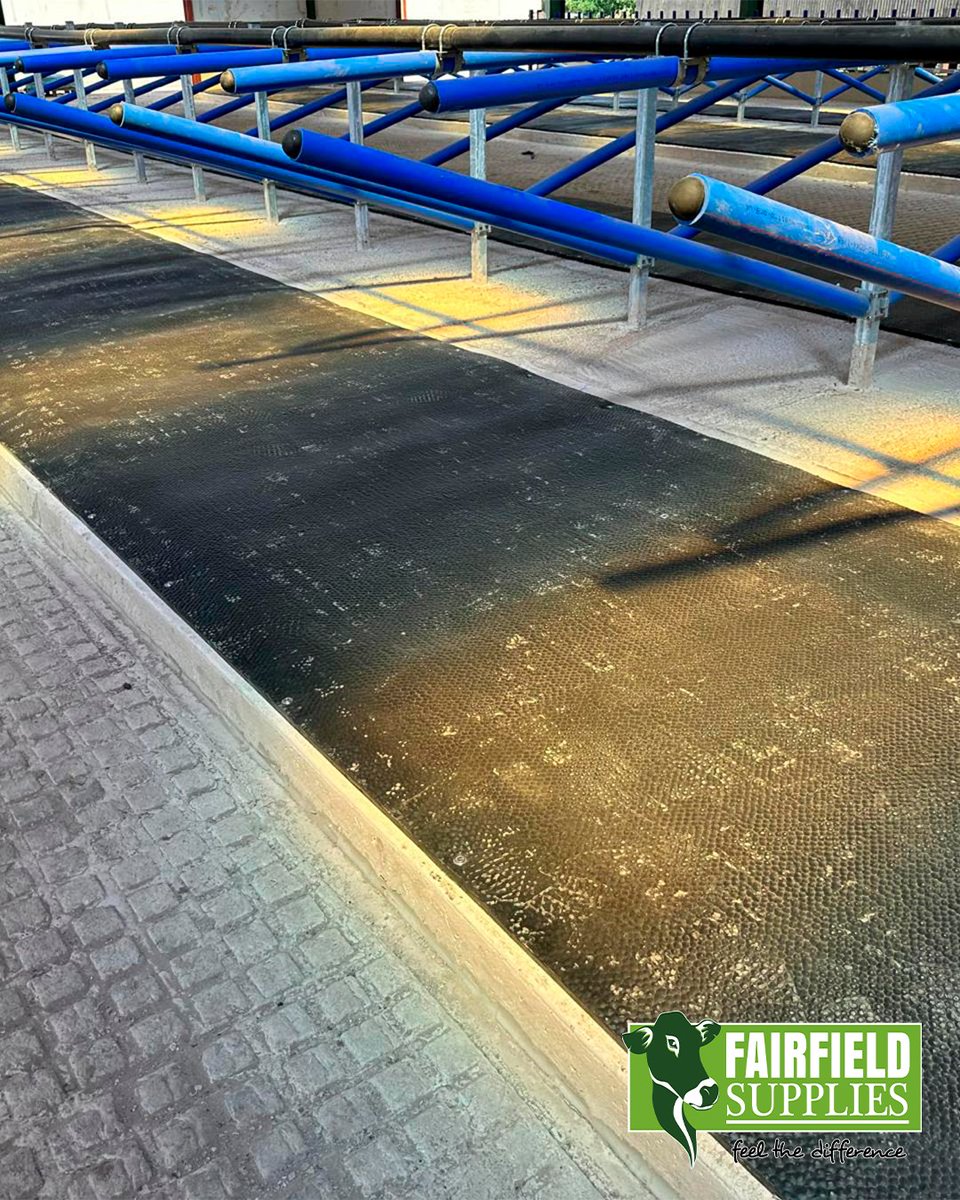🚨 Don’t settle for less. Choose the BEST. 🚨
Fairfield SoftBed is the #1 cow mattress system this autumn.
✅ 16 hrs lying time
✅ 6-star comfort
✅ 10-yr guarantee
More comfort = more milk.
Join 1000s of happy farmers.
📞 Contact us today!
#fairfield #farmers #matting #farming