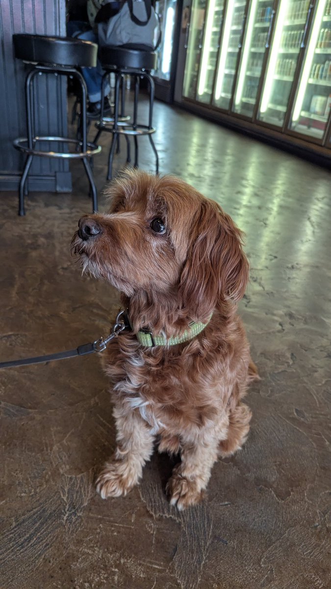 How we spent the afternoon yesterday. 

Beerworks, Medford, Oregon

Max, the dog.

#DrinkBeerPetDogs