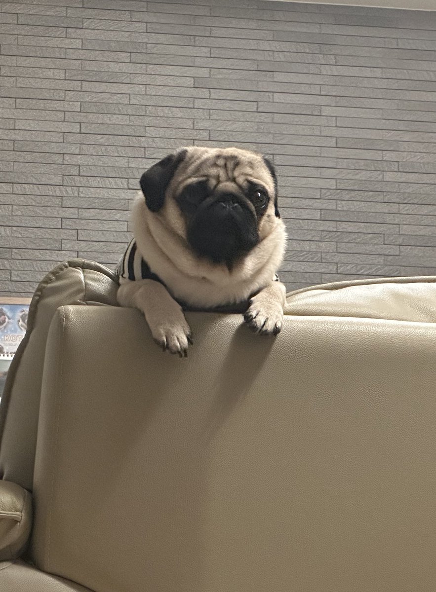 パグ犬🐶金太郎 (@kotakin04190316) on Twitter photo 