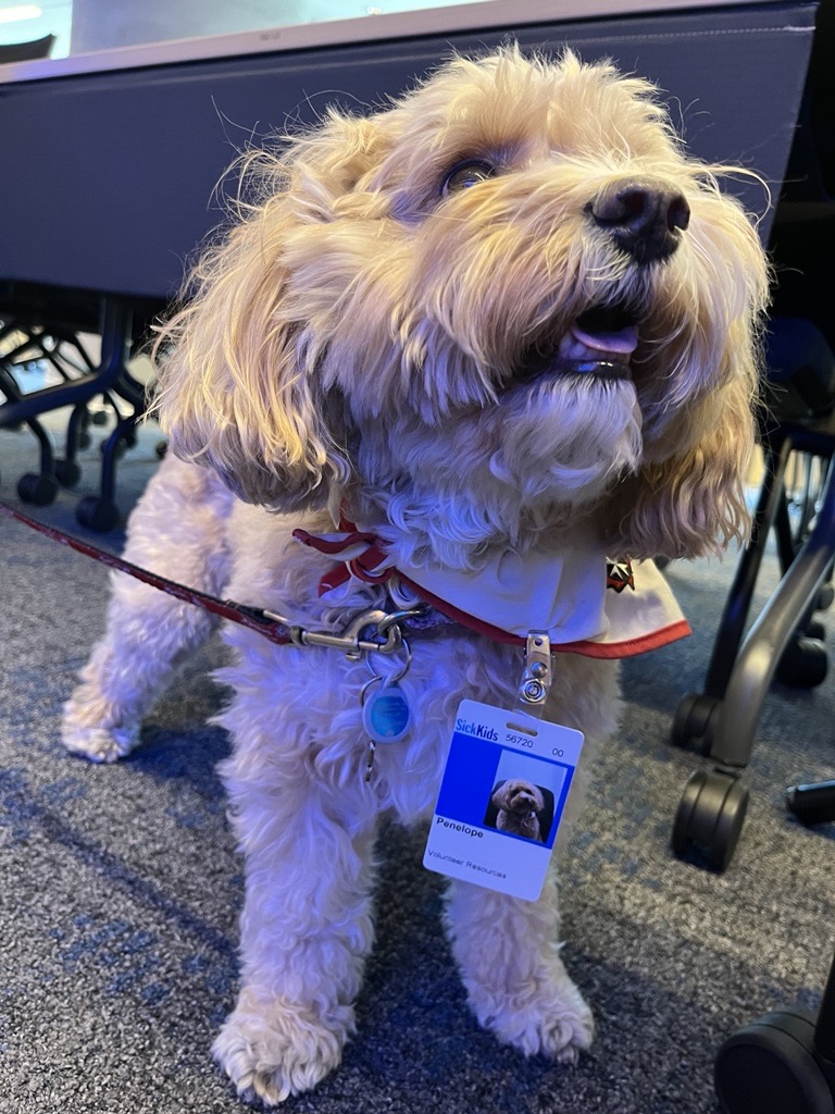 It’s always a treat when therapy dogs visit <a href="/SickKidsNews/">The Hospital for Sick Children (SickKids)</a>! This week, sweet Penny stopped by to brighten our day with cuddles and tail wags 🐾💛 #TherapyDogs #DogsWithJobs