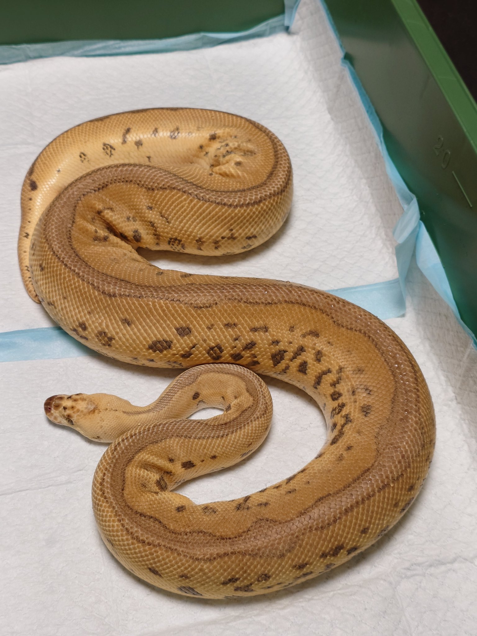 白い象と黒い蛇 白い象と黒い蛇 The jet black snake and the pure white snake